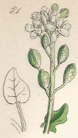 British Wild flowers 81 l-3