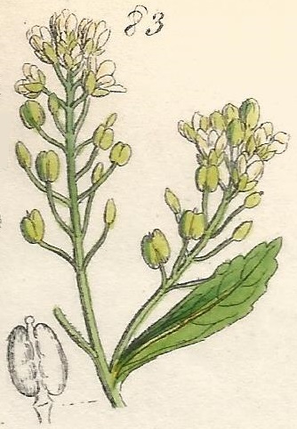 British Wild flowers 83 l-3