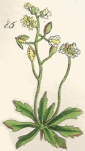 DRABA VERNA. Whitlow Grass. British Wild flowers 85 l-3