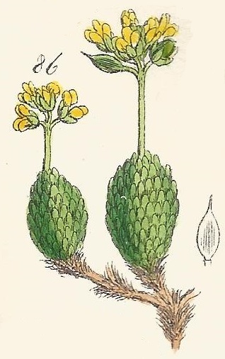 DRABA. British Wild flowers 86 l-3