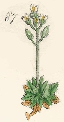 DRABA. British Wild flowers 87 l-3