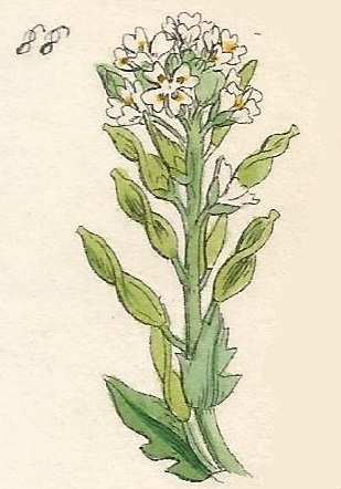 DRABA. British Wild flowers 88 l-3