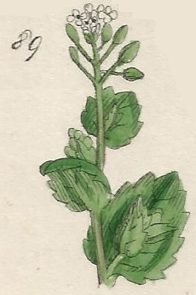 DRABA. British Wild flowers 89 l-3