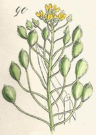CAMELINA. British Wild flowers 90 l-3