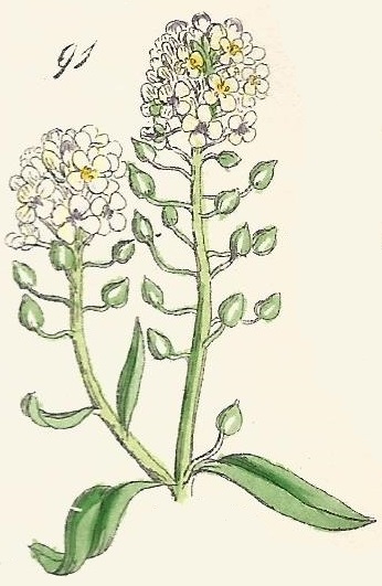 KONIGA. British Wild flowers 91 l-3