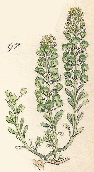 ALYSSUM. British Wild flowers 92 l-3