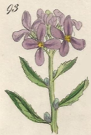 DENTARIA. British Wild flowers 93 l-3