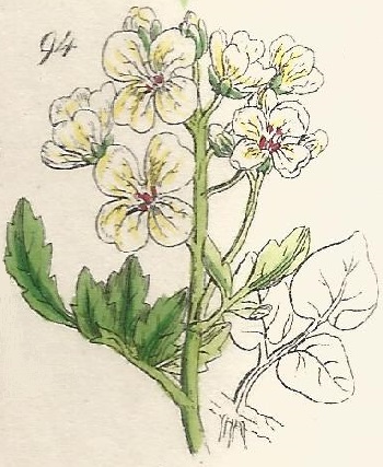 CARDAMINE. British Wild flowers 94 l-3