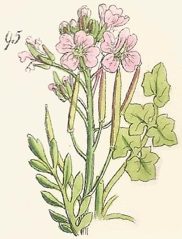 CARDAMINE. British Wild flowers 95 l-3
