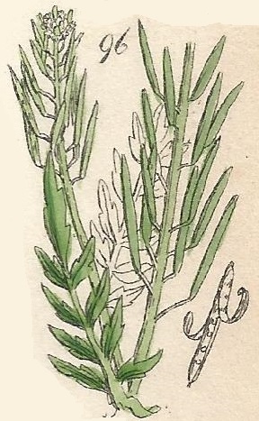 CARDAMINE. British Wild flowers 96 l-3