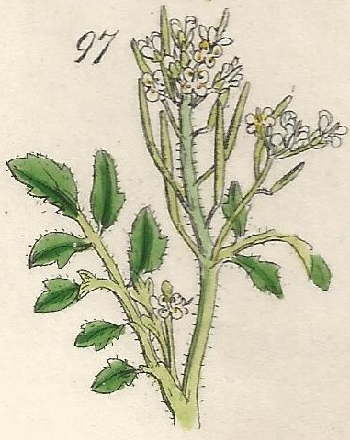 CARDAMINE. British Wild flowers 97 l-3