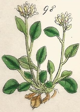 CARDAMINE. British Wild flowers 98 l-3