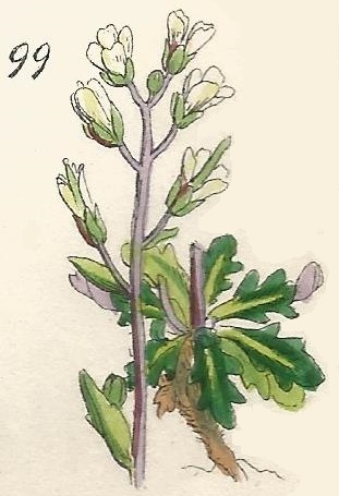 ARABIS. British Wild flowers 99 l-3