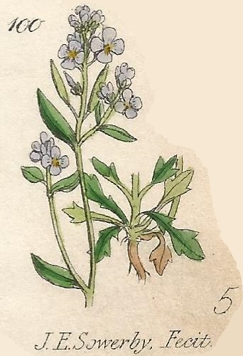 ARABIS. British Wild flowers 100 l-3
