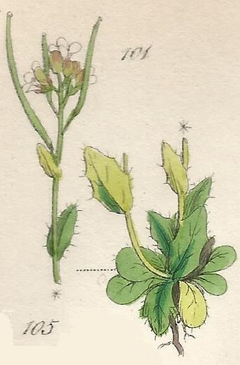 ARABIS. British Wild flowers 101 l-3