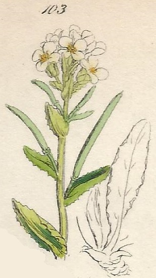 ARABIS. British Wild flowers 103 l-3
