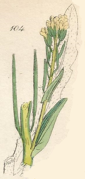 TURRITIS. British Wild flowers 104 l-3