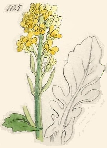 BARBAREA. British Wild flowers 105 l-3