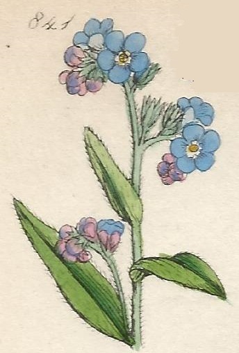 Britis Wild flowers 841