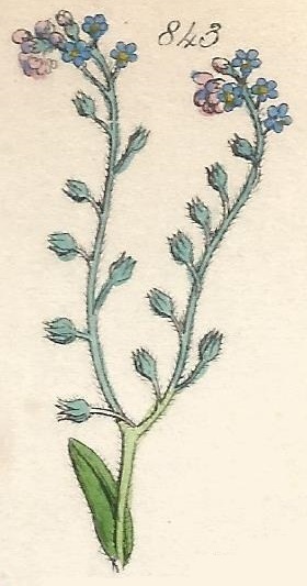 Britis Wild flowers 843