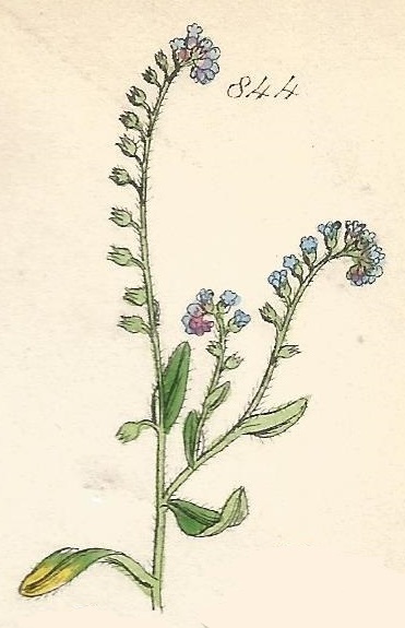 Britis Wild flowers 844