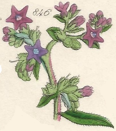 Britis Wild flowers 846