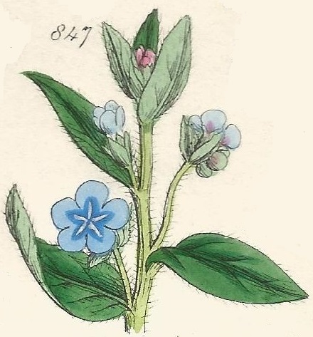 Britis Wild flowers 847