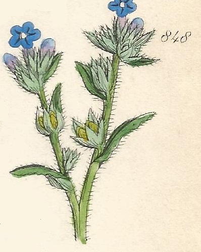 Britis Wild flowers 848