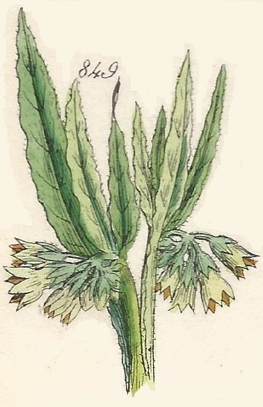 Britis Wild flowers 849