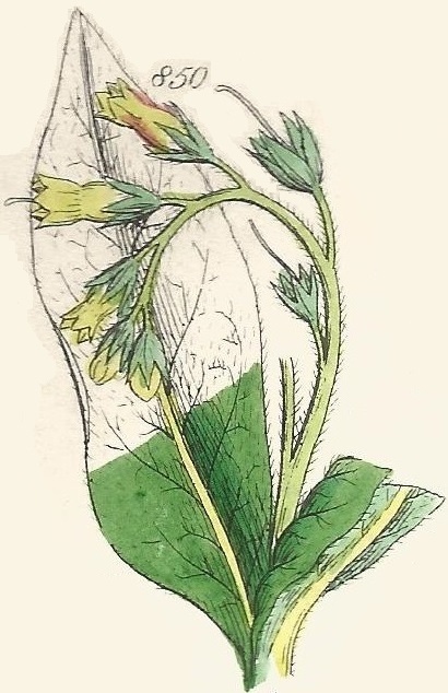 Britis Wild flowers 850