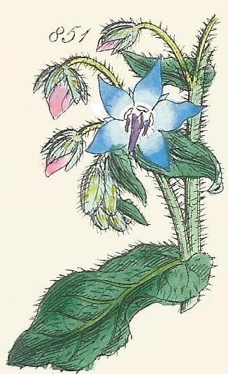 Britis Wild flowers 851