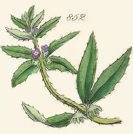 Britis Wild flowers 852