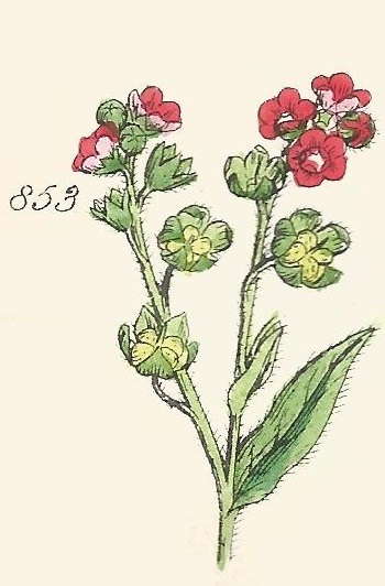 Britis Wild flowers 853