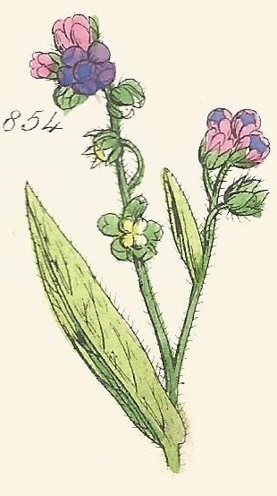 Britis Wild flowers 854