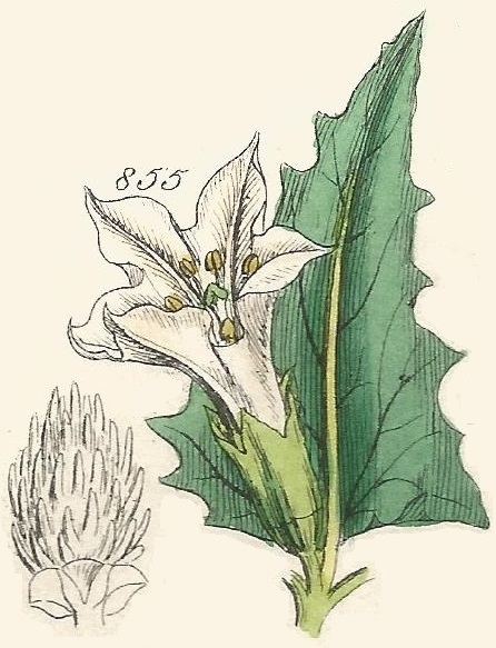 Britis Wild flowers 855