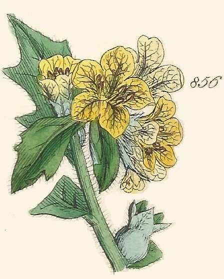 Britis Wild flowers 856