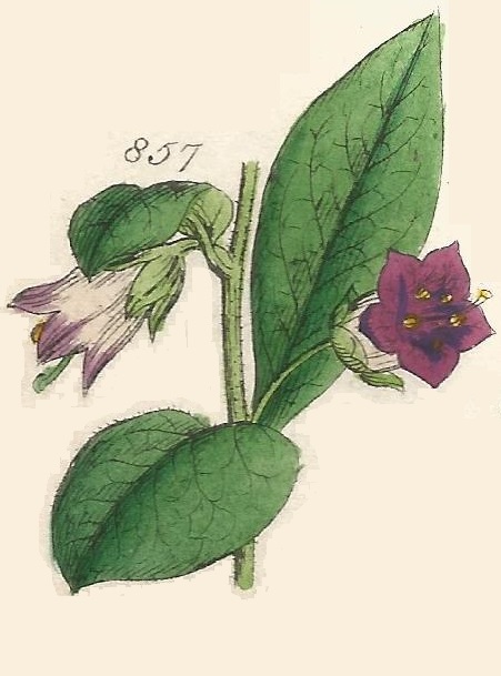 Britis Wild flowers 857