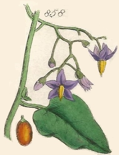 Britis Wild flowers 858
