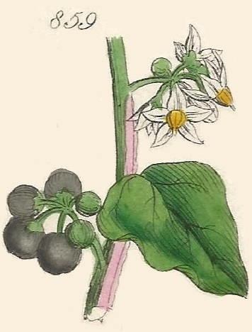Britis Wild flowers 859