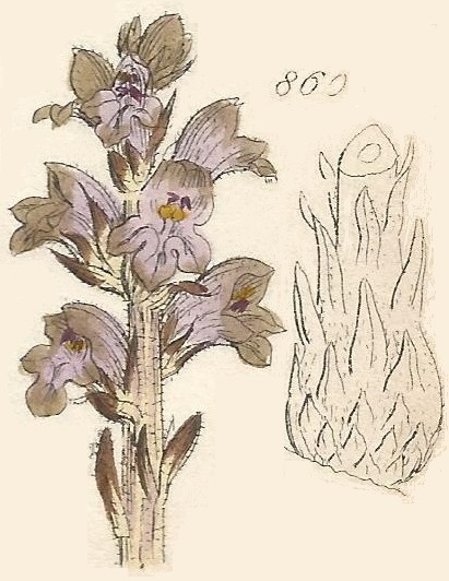 Britis Wild flowers 860
