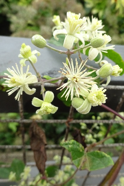 Nature in Dover Photography 7