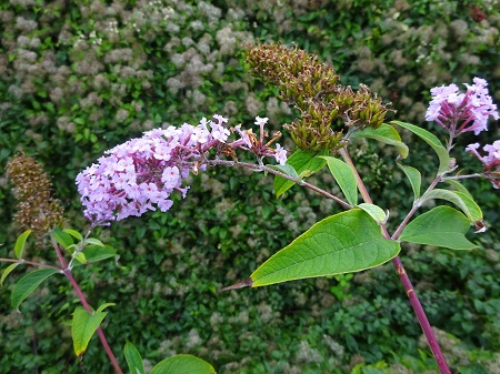 Nature in Dover Photography 11