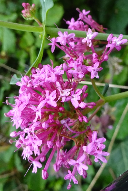 Nature in Dover Photography 24