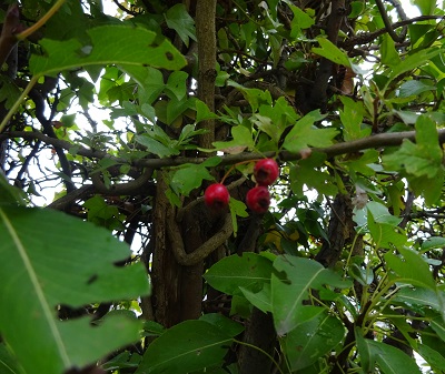 Nature in Dover Photography 27