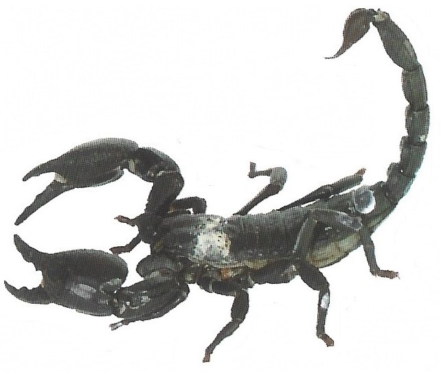 escorpion alacran 1