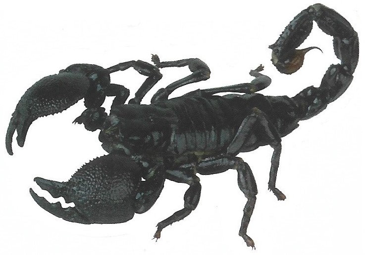 escorpion alacran 2