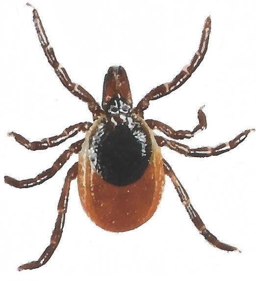 Garrapata 2