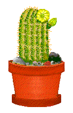 Cáctus 1
