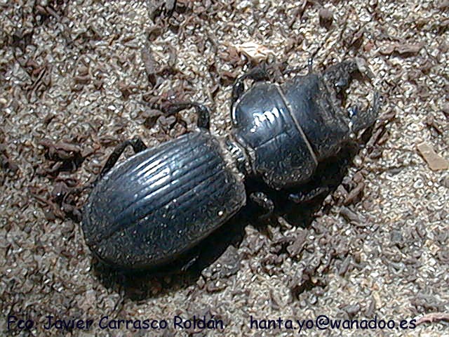 Escarabajo Carabidae: Scarites (Scallophorites) occidentalis