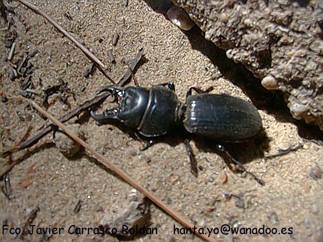Escarabajo Carabidae: Scarites (Scallophorites) occidentalis